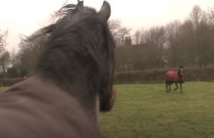 animals reunion, beautiful horses, Horse communication, Horses, Horses Reunion, wonderful animals, farm, emotional,