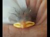 animal, bird, egg, Egg Laying, rescued baby bird, Starling, hatchling, humane, emotional, save a life,