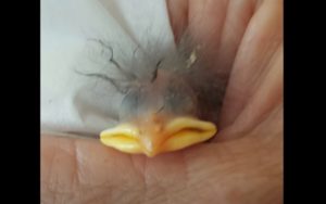 animal, bird, egg, Egg Laying, rescued baby bird, Starling, hatchling, humane, emotional, save a life,