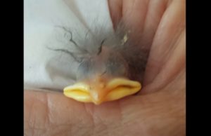 animal, bird, egg, Egg Laying, rescued baby bird, Starling, hatchling, humane, emotional, save a life,