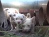puppies, dogs, Mom, Puppy, Rescue,
