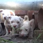 Male dog take care of 3 abandoned Puppies