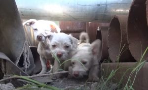 puppies, dogs, Mom, Puppy, Rescue,