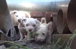 puppies, dogs, Mom, Puppy, Rescue,