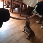 Tiny Dachshund wins epic tug-of-war battle