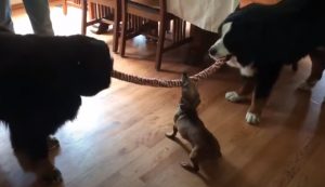 dogs, fun, paw, pets, play, Playing, Puppy, bernese, Dachshund, Mountain dogs,