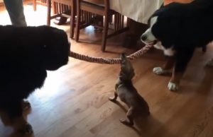 dogs, fun, paw, pets, play, Playing, Puppy, bernese, Dachshund, Mountain dogs,