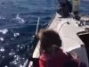 boat, Swimming, dog, rescue, sea, Naples, Itlay,