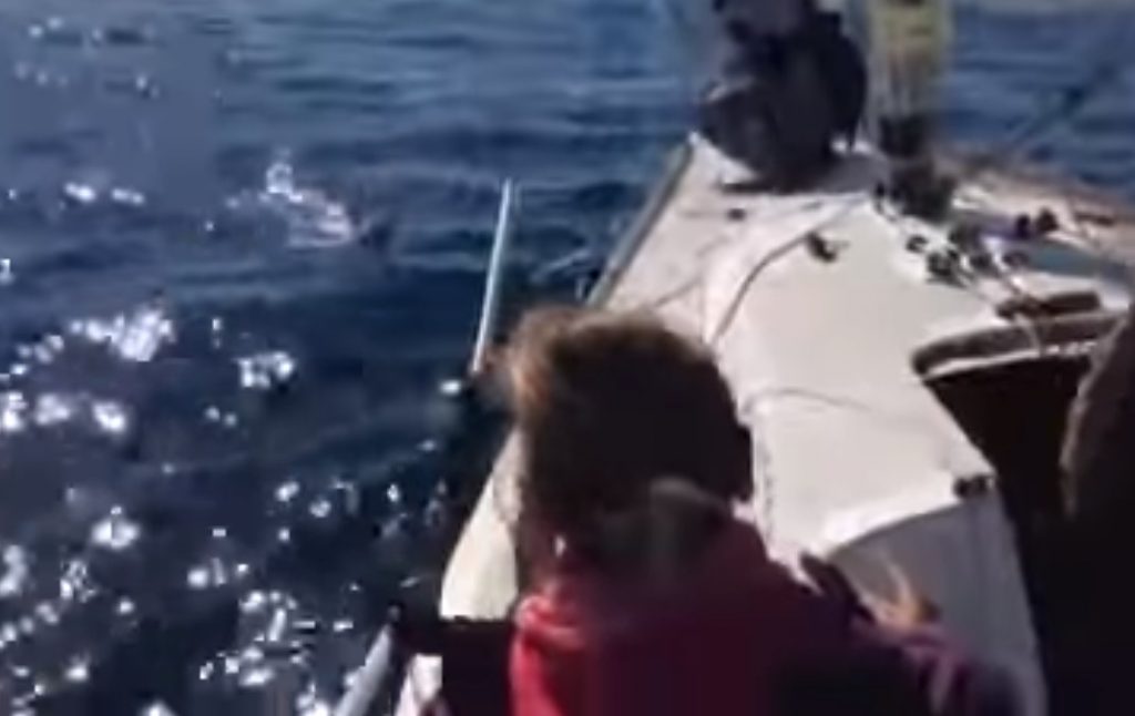 boat, Swimming, dog, rescue, sea, Naples, Itlay,