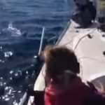Saving a dog in Naples sea