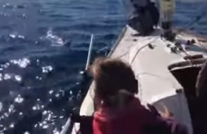 boat, Swimming, dog, rescue, sea, Naples, Itlay,
