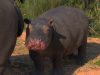 Hippos, nature, animals, wildlife, babies, Africa, adorable,