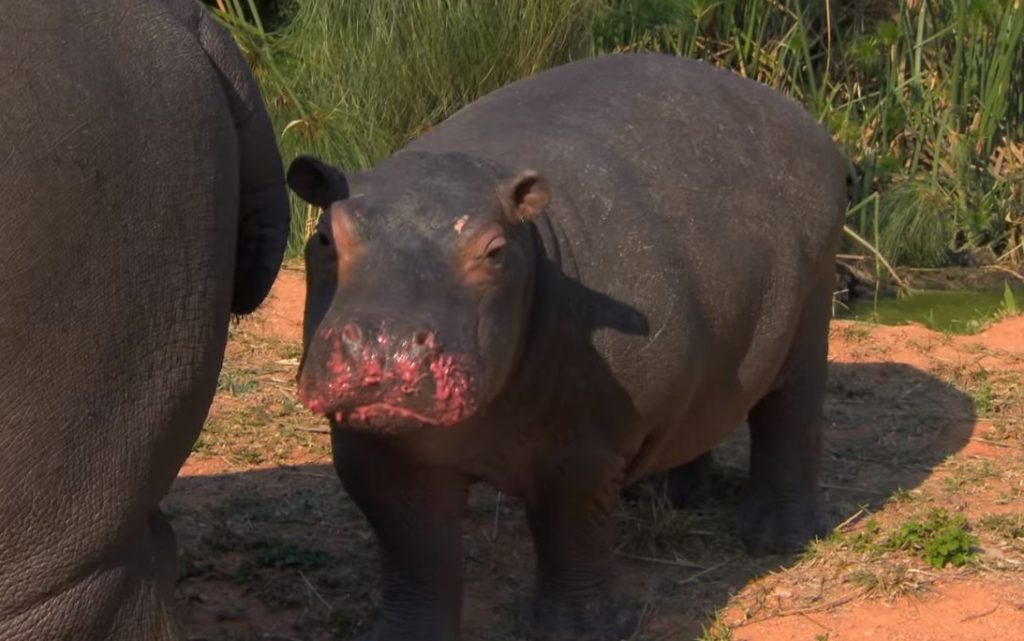 Hippos, nature, animals, wildlife, babies, Africa, adorable,