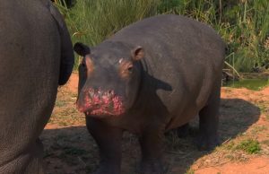 Hippos, nature, animals, wildlife, babies, Africa, adorable,