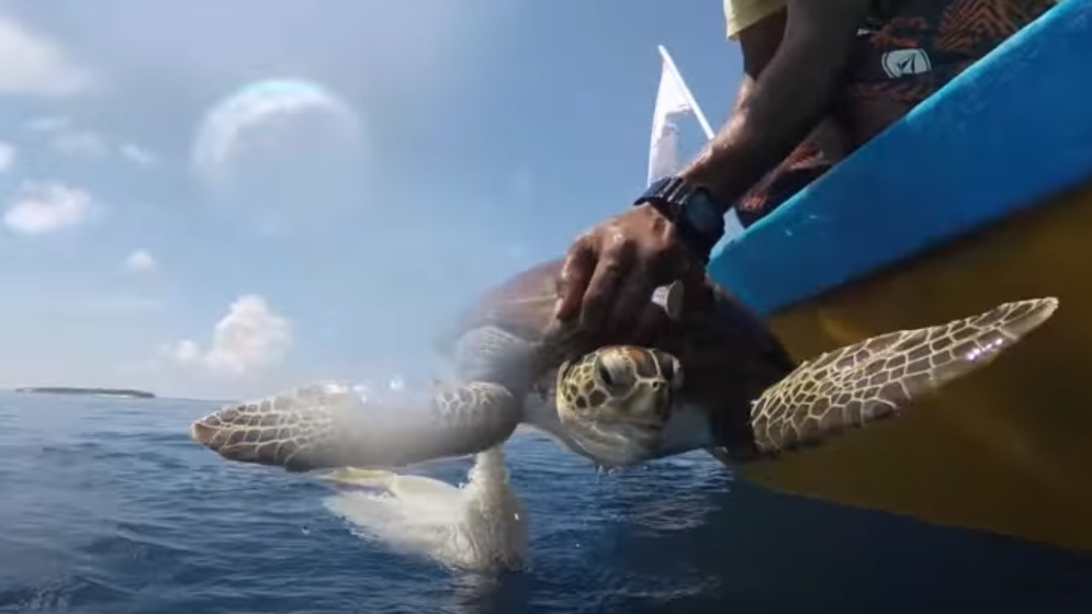 baby, sea, swim, Turtle, rescue, maldives,