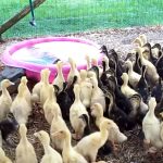 Ducklings Swimming In Their New Pool For The First Time