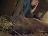 Piglets, pork, meat, farm, babies, birth, miracle, pig,