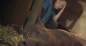 Piglets, pork, meat, farm, babies, birth, miracle, pig,