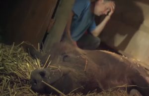 Piglets, pork, meat, farm, babies, birth, miracle, pig,