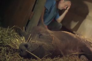 Piglets, pork, meat, farm, babies, birth, miracle, pig,