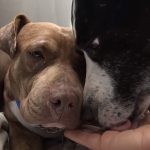Homeless Pit Bulls should only be adopted together