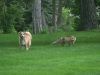 screaming, fox, wild, friends, dogs, animals, backyard, house, scary,