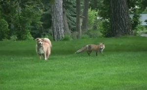 screaming, fox, wild, friends, dogs, animals, backyard, house, scary,