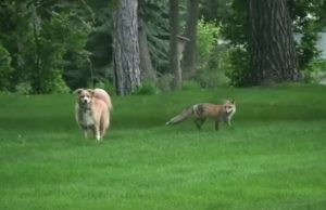 screaming, fox, wild, friends, dogs, animals, backyard, house, scary,