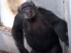monkey, chimps, apes, wild, rescue, animals, life, new life