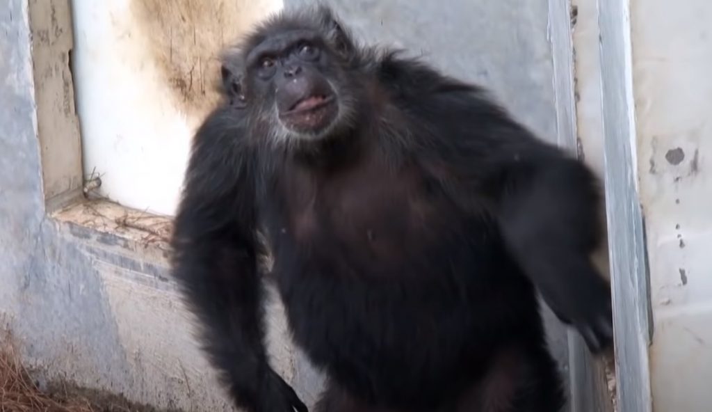 monkey, chimps, apes, wild, rescue, animals, life, new life