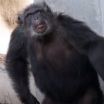Rescued Chimps Got a new Life
