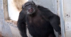 monkey, chimps, apes, wild, rescue, animals, life, new life