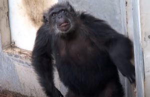 monkey, chimps, apes, wild, rescue, animals, life, new life