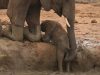 #elephant #calf #rescue #wild #animals