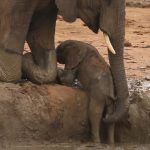 Elephant calf got stuck in a waterhole