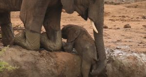 #elephant #calf #rescue #wild #animals