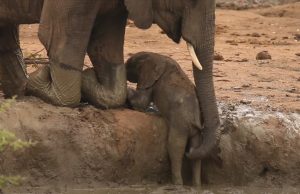 #elephant #calf #rescue #wild #animals