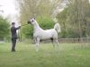 Horse, beautiful horses, georgeous horses, white horses, arabian horses,