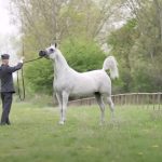 Pepita the Gorgeous Arabian Horse