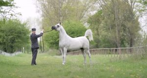 Horse, beautiful horses, georgeous horses, white horses, arabian horses,