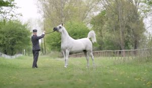 Horse, beautiful horses, georgeous horses, white horses, arabian horses,