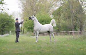 Horse, beautiful horses, georgeous horses, white horses, arabian horses,