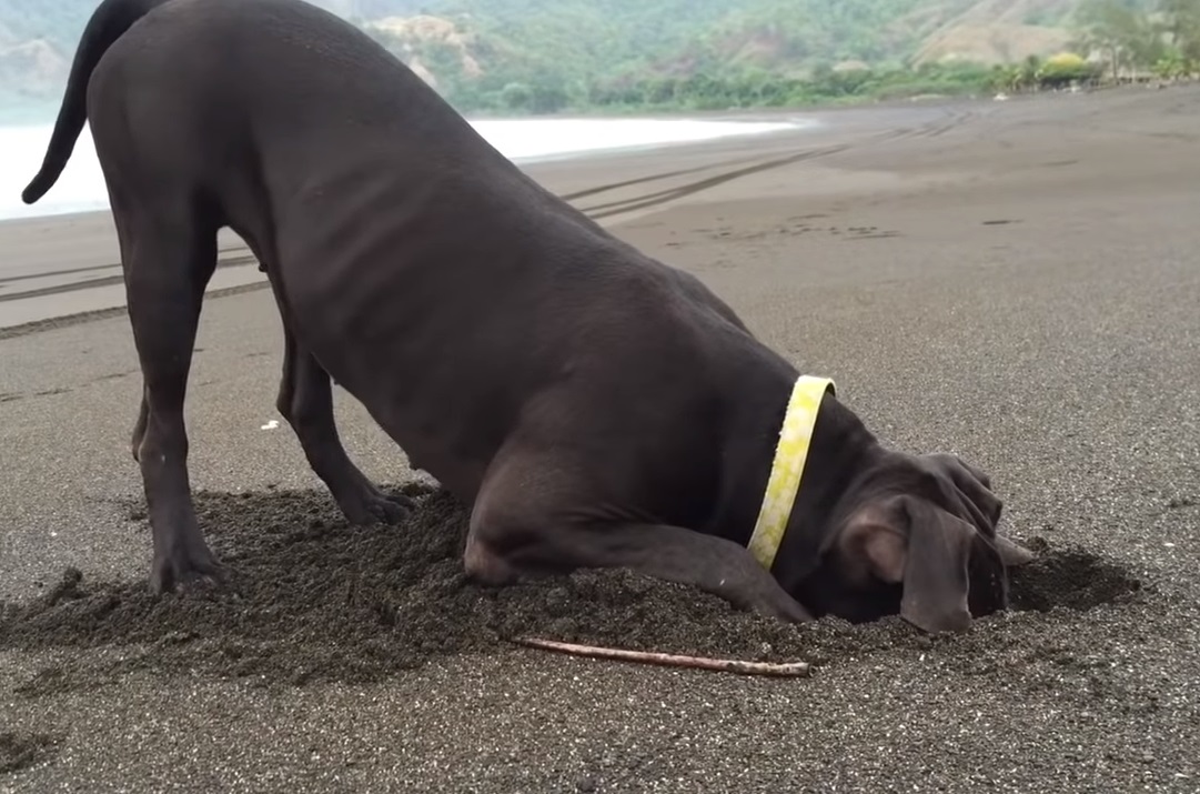 dogs, crabs, beach, cute, adorable, digging, playing, amazing, labrador,