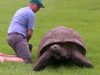 #tortoise #bath #creature #old #magnificent #amazing