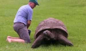 #tortoise #bath #creature #old #magnificent #amazing