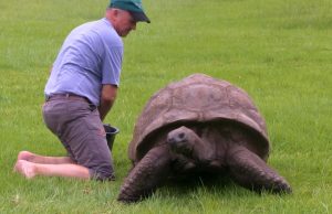#tortoise #bath #creature #old #magnificent #amazing