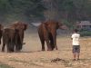 elephant, park, wild, animals, giant, adorable, friends, love,