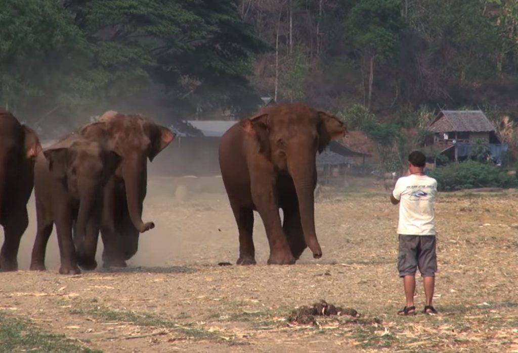 elephant, park, wild, animals, giant, adorable, friends, love,