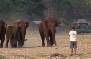 elephant, park, wild, animals, giant, adorable, friends, love,