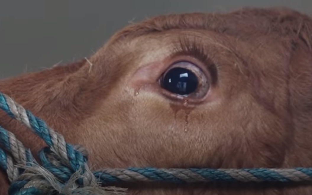 Cow, Crying, touching, unbelievable, Animals, Farm, Story,